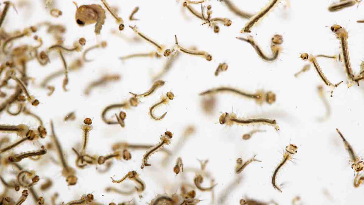 Long Term Mosquito Control Solution