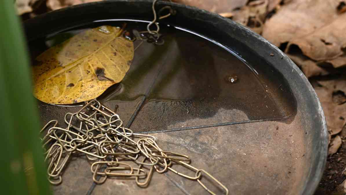 Mosquito Borne Diseases - Eliminate Stagnant Water