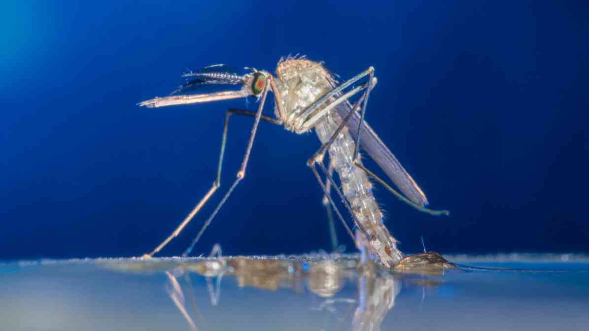 Mosquito Life Cycle - Adult Emerge