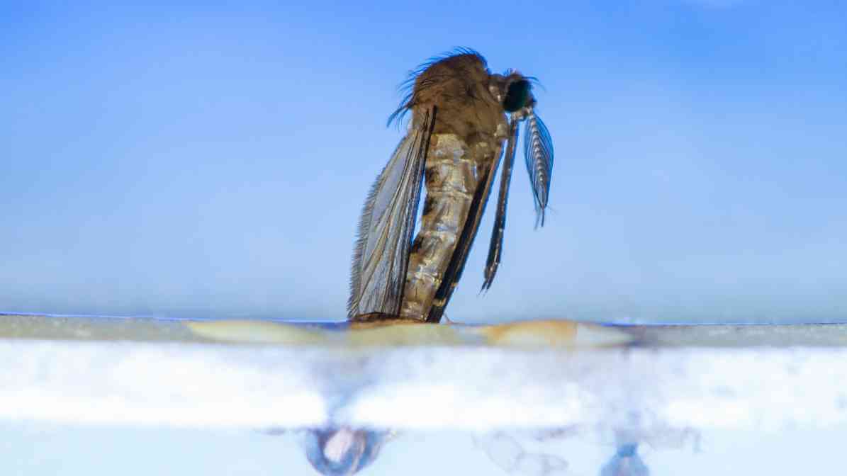 Mosquito Life Cycle - Adult Mosquito