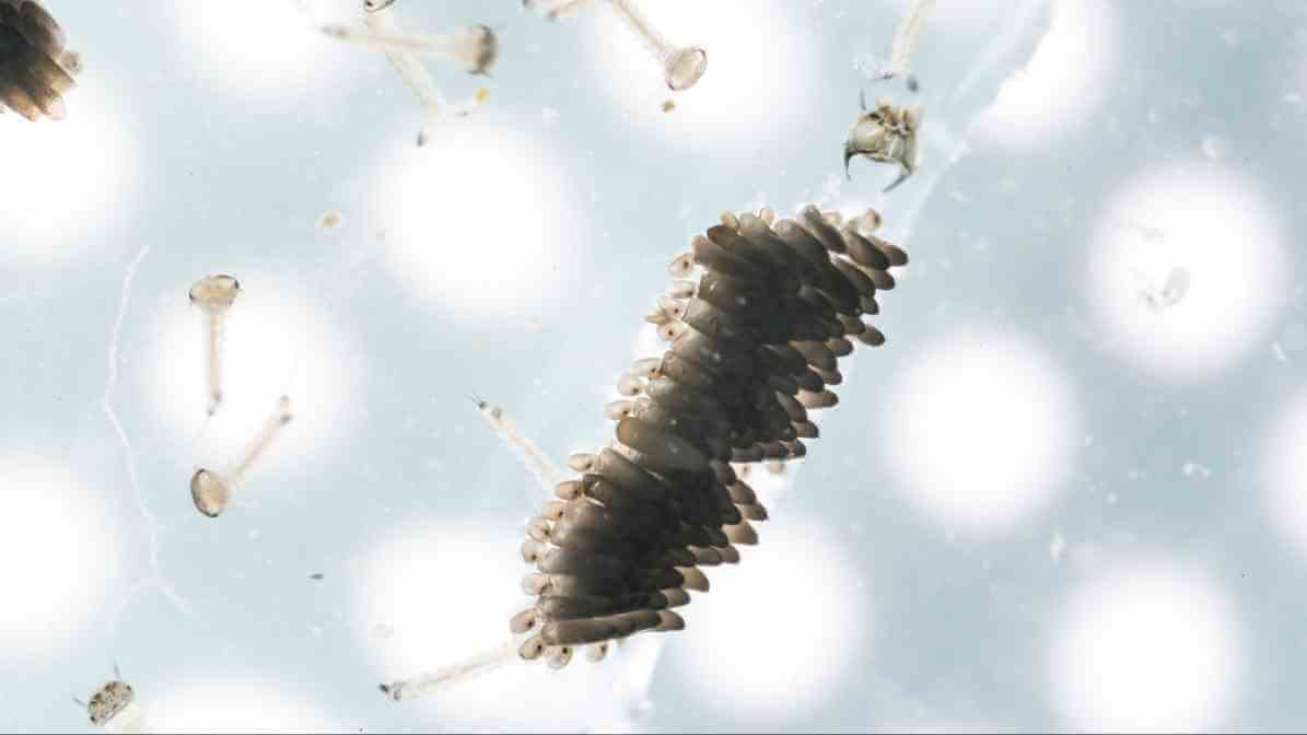 Mosquito Life Cycle - Eggs Hatching