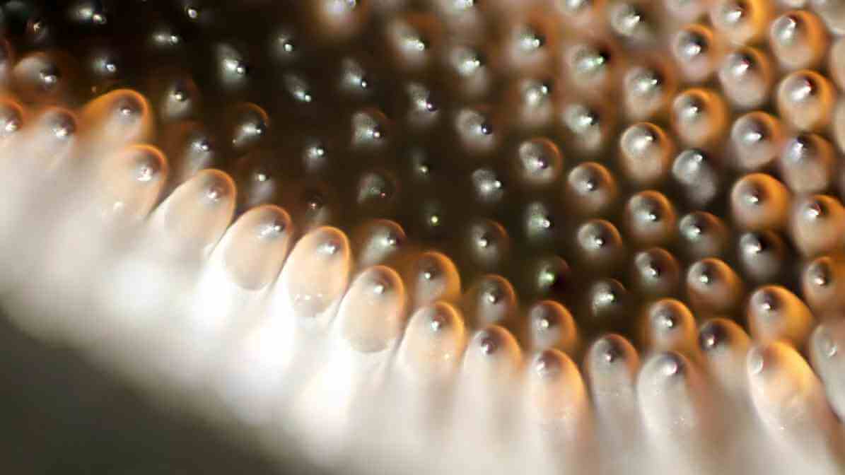 Mosquito Life Cycle - Eggs - Effective Mosquito Control in Kuala Lumpur | Innovative Pest Sdn Bhd Mosquito Life Cycle - Eggs - Effective Mosquito Control in Kuala Lumpur