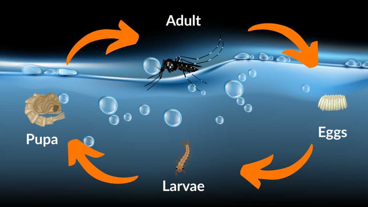 Mosquito Life Cycle, From Eggs to Adult Mosquitoes