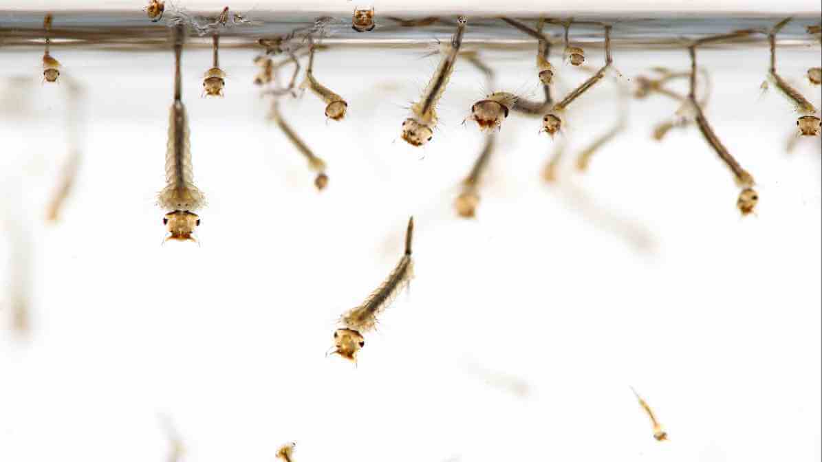 Mosquito Life Cycle - Larvae Molting - Effective Mosquito Control in Selangor