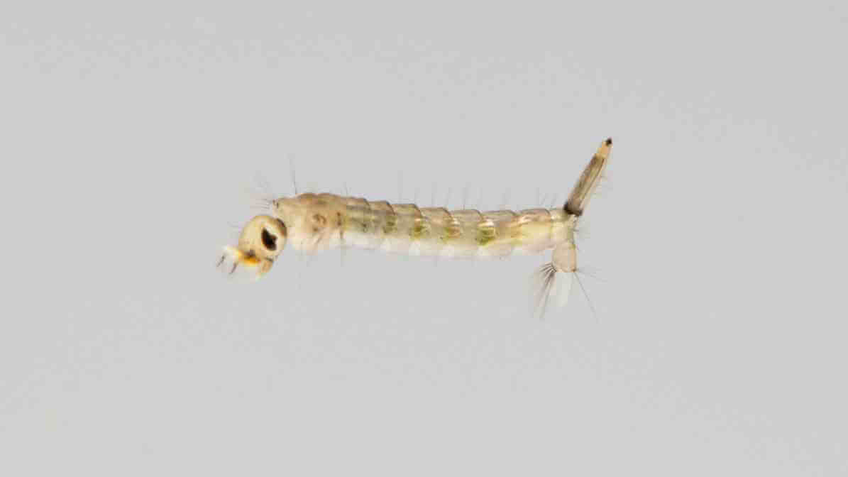 Mosquito Life Cycle - Larvae