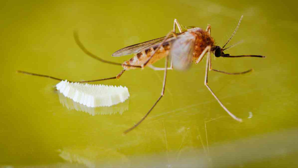 Mosquito Life Cycle - Mosquito Laying Eggs