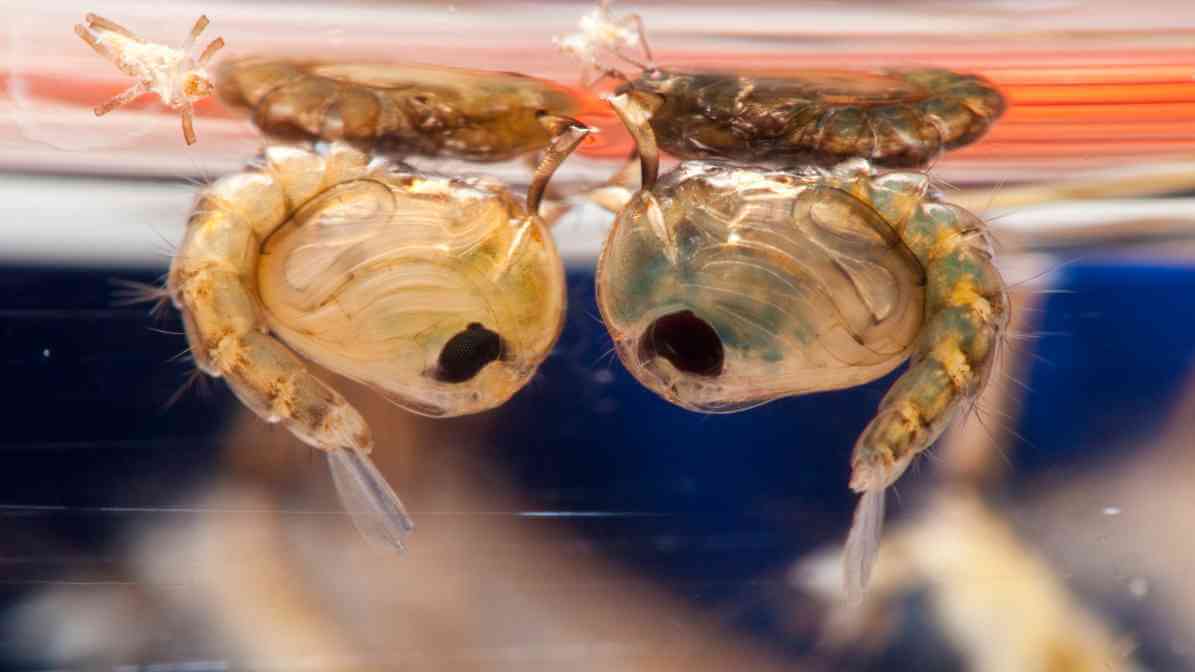 Mosquito Life Cycle - Pupa Stage