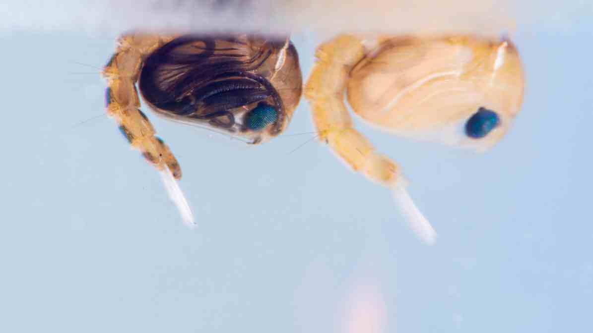 Mosquito Life Cycle - Pupa