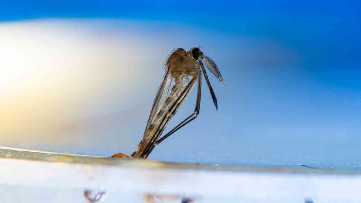 Mosquito Life Cycle - Pupae to Adult