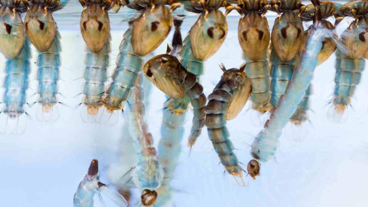 Mosquito Life Cycle - Pupae | Innovative Pest Sdn Bhd