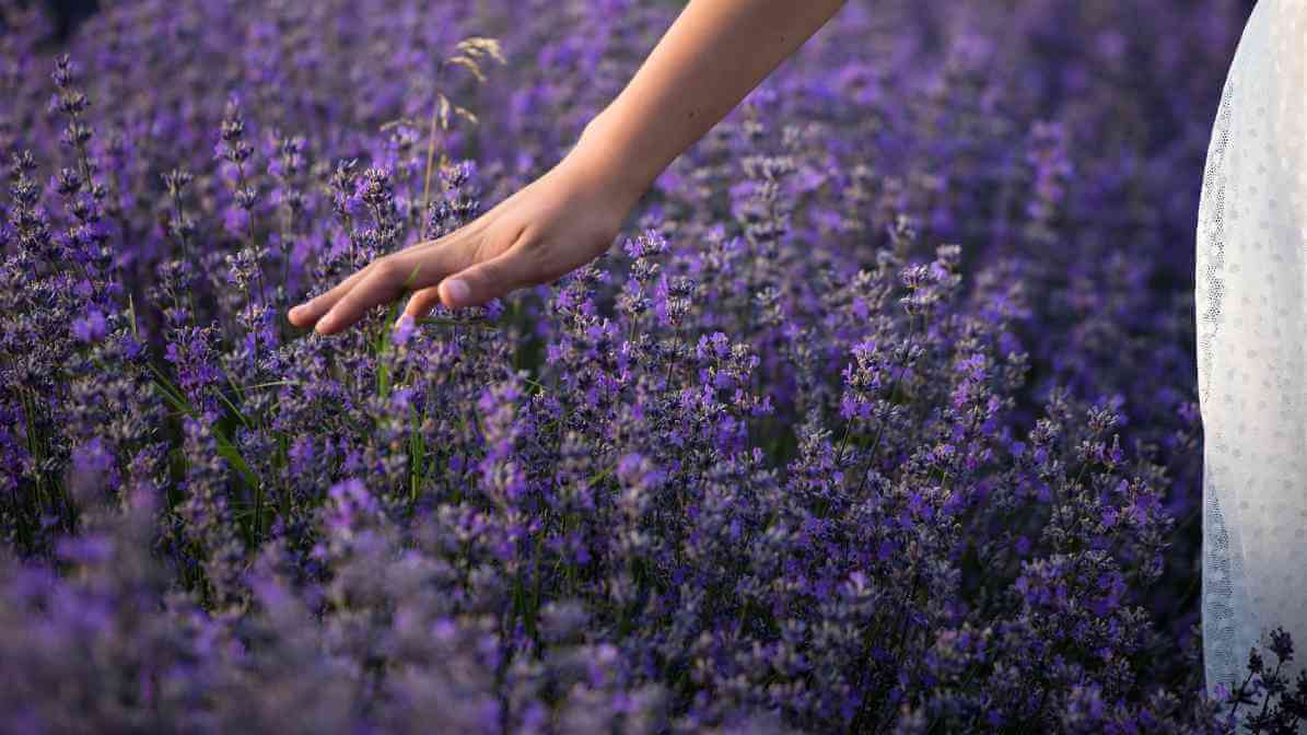 Mosquito Repellent Plants - Lavender