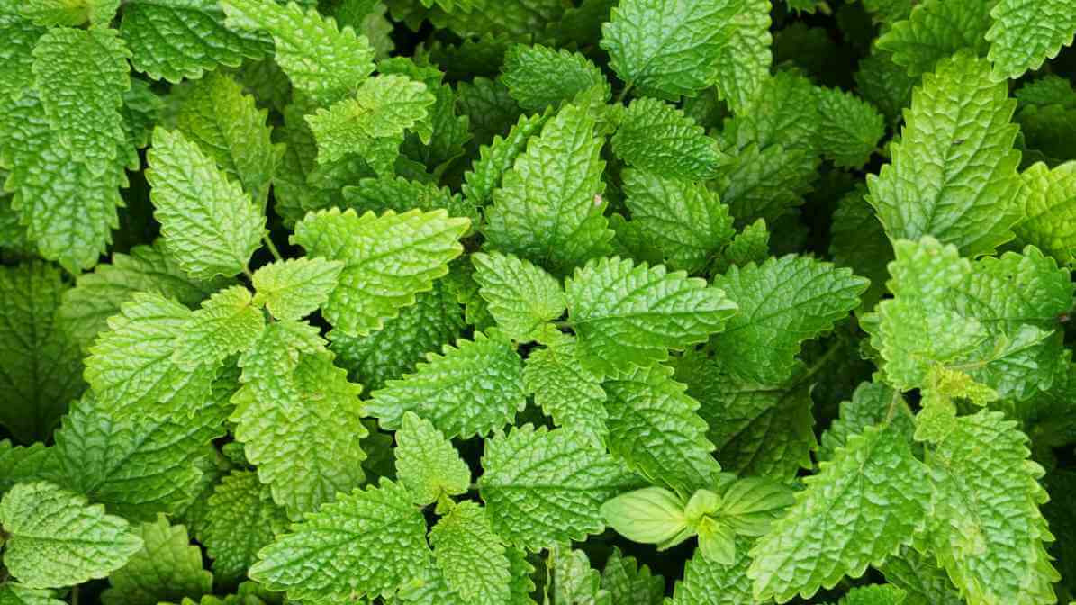 Mosquito Repellent Plants - Lemon Balm