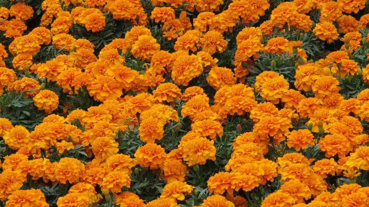 Mosquito Repellent Plants - Marigolds