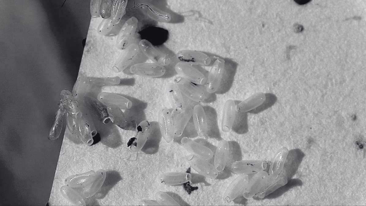 Pepijat - Kulit Pepijat