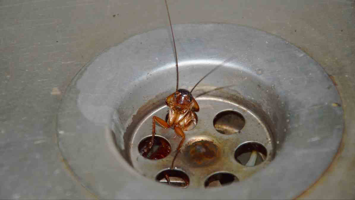 Signs of Cockroach Infestation - Hiding Places