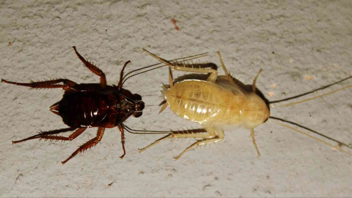 Signs of Cockroach Infestation - Shed Skin