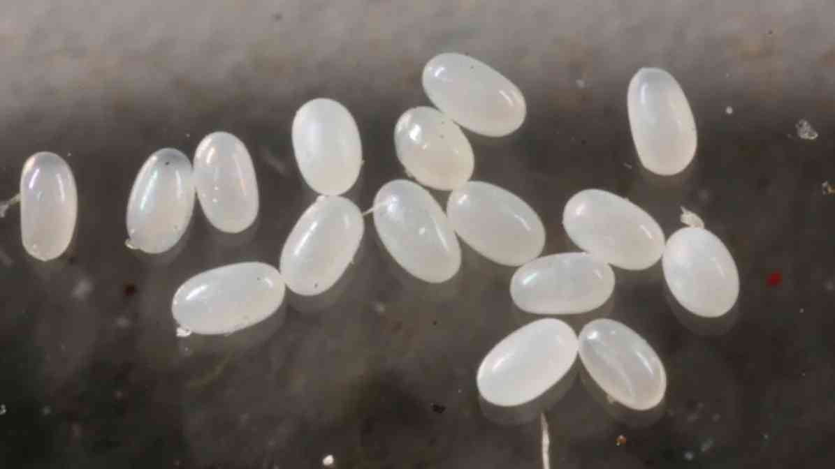 Strategies for Effective Cat Fleas Control - Cat Fleas Eggs