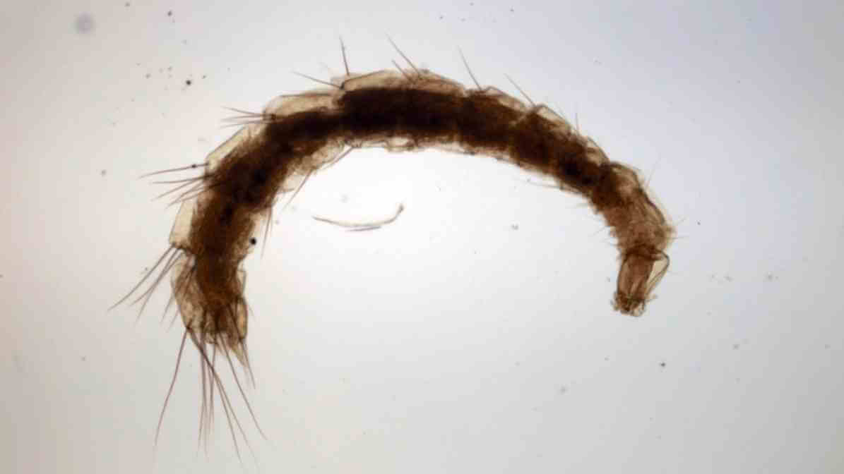 Strategies for Effective Cat Fleas Control - Flea Larvae