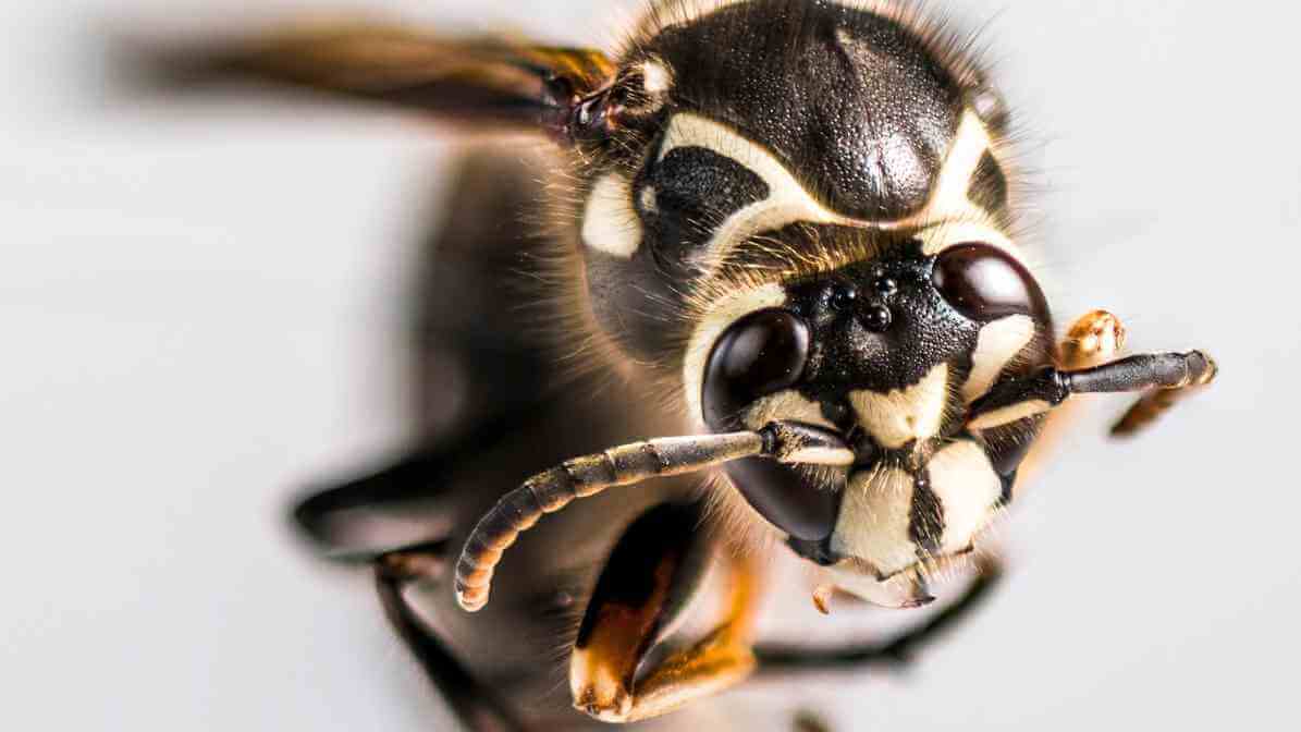 The Bald-Faced Hornet - Innovative Pest Management MY