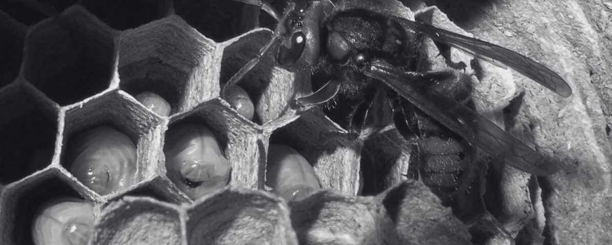 The Hornet's Nests, An In-Depth Look at Their Structure