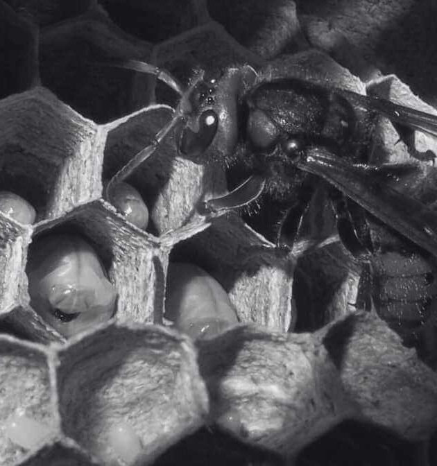 The Hornet's Nests, An In-Depth Look at Their Structure