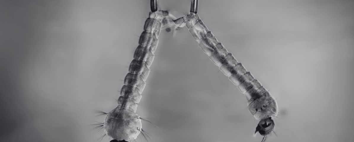 The Mosquito Life Cycle - From Eggs to Adult Mosquitoes