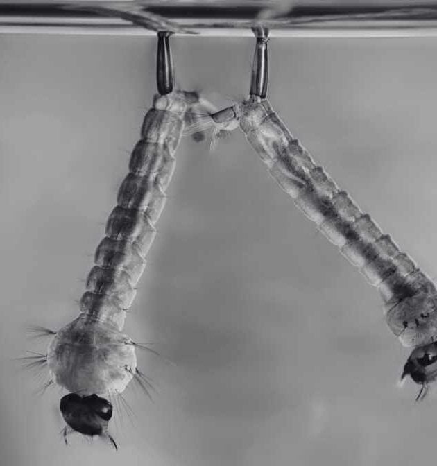 The Mosquito Life Cycle - From Eggs to Adult Mosquitoes