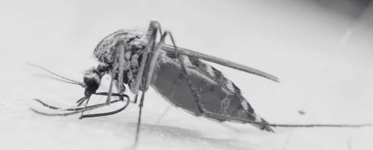 The Rising Threat of Mosquito-Borne Diseases in Malaysia