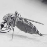 The Rising Threat of Mosquito-Borne Diseases in Malaysia