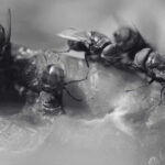 The Types of Flies And Root Causes of Fly Infestations
