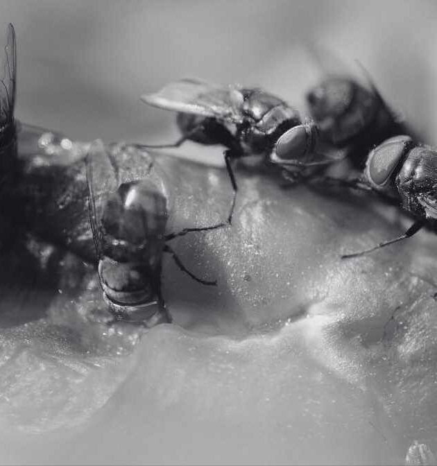 The Types of Flies And Root Causes of Fly Infestations