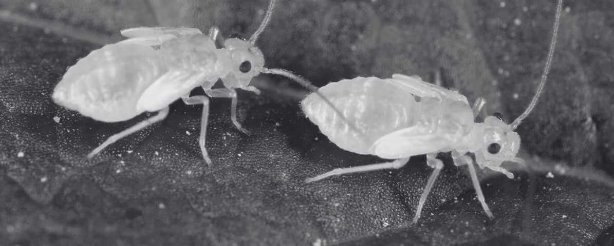 The Ultimate Guide to Book Lice Pest Control | Innovative Pest Sdn Bhd The Ultimate Guide to Book Lice Pest Control