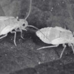 The Ultimate Guide to Book Lice Pest Control