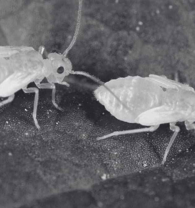 The Ultimate Guide to Book Lice Pest Control