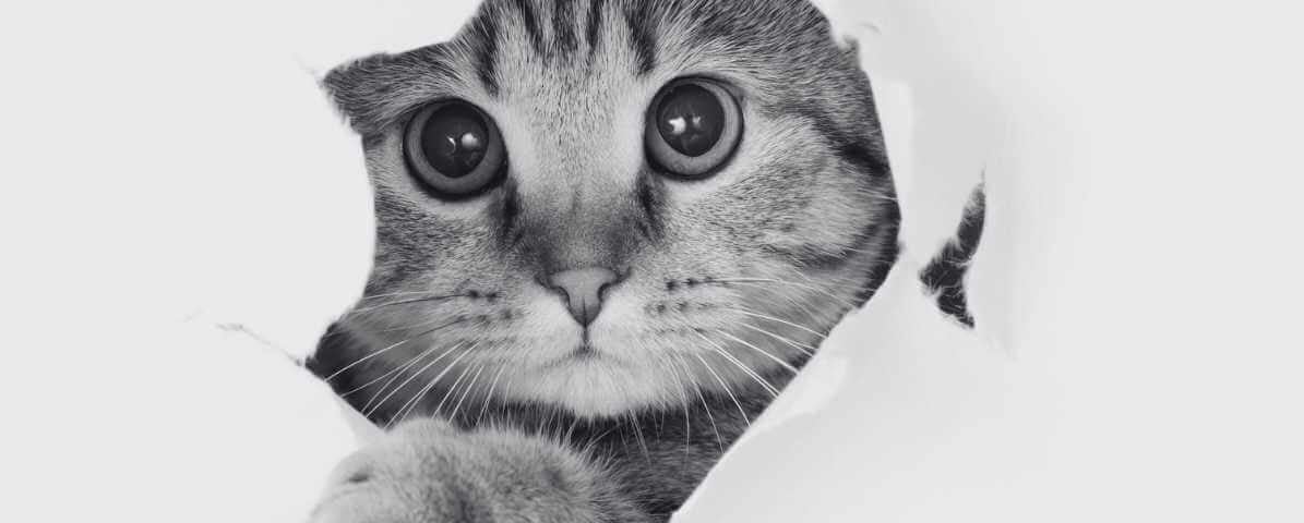 Top Strategies for Effective Cat Fleas Control