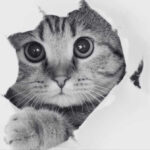 Top Strategies for Effective Cat Fleas Control