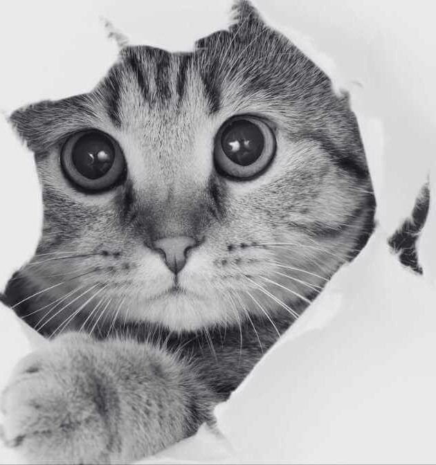 Top Strategies for Effective Cat Fleas Control