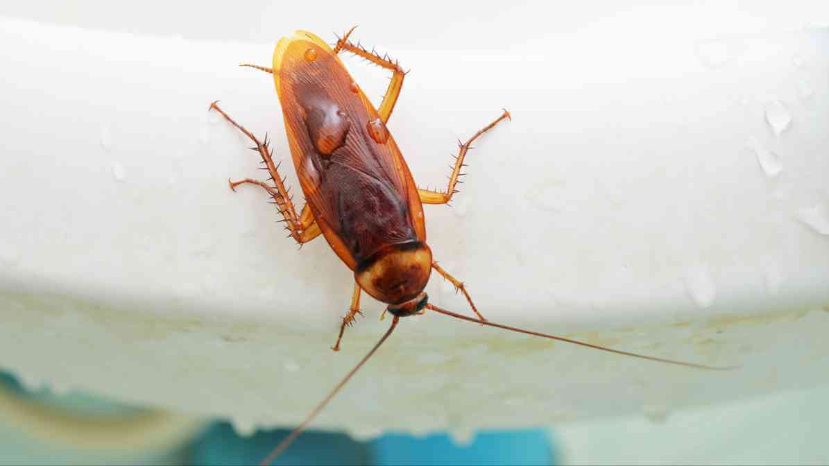 Type of Cockroach in Malaysia - American Cockroach