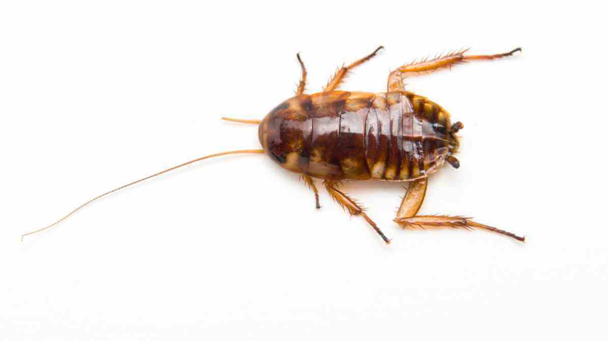 Type of Cockroach in Malaysia - Brown Banded Cockroach