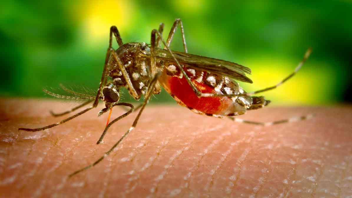 Type of Mosquitoes - Aedes Mosquito (Aedes aegypti)