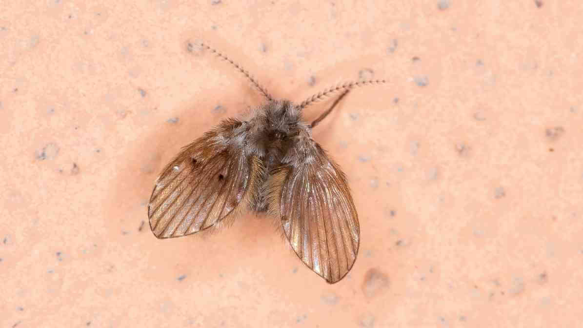 Types of Flies - Drain Fly