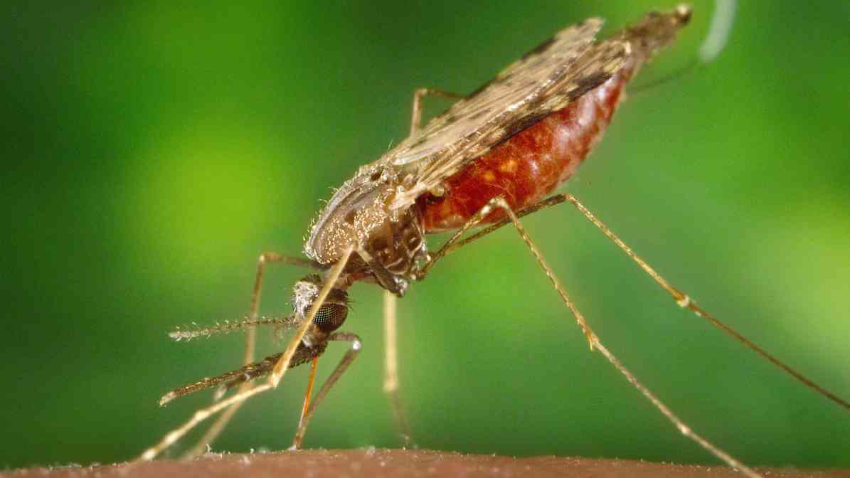Types of Mosquitoes - Anopheles Mosquito (Anopheles spp.)