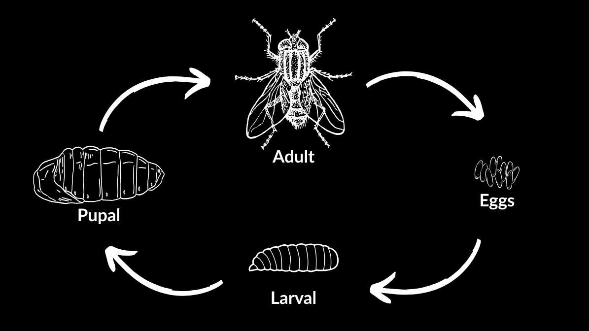 Understanding the Life Cycle of a Fly, From Egg to Adult | Innovative Pest Sdn Bhd Understanding the Life Cycle of a Fly, From Egg to Adult