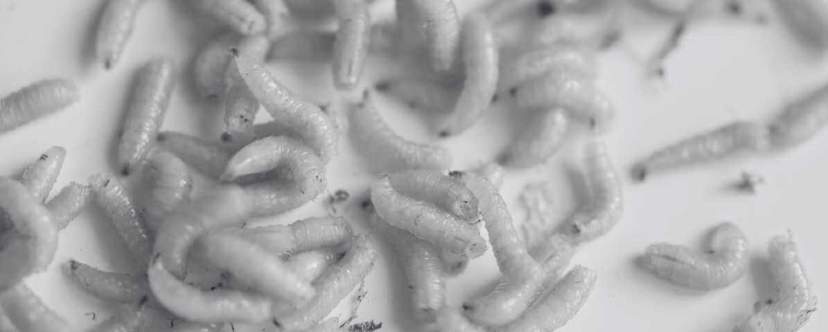 Understanding the Life Cycle of a Fly, From Egg to Adult | Innovative Pest Sdn Bhd Understanding the Life Cycle of a Fly, From Egg to Adult