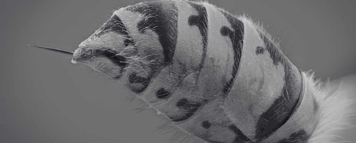 What to Know About Hornet Sting in Malaysia? | Innovative Pest Sdn Bhd What to Know About Hornet Sting in Malaysia?