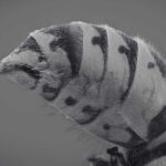 What to Know About Hornet Sting in Malaysia?