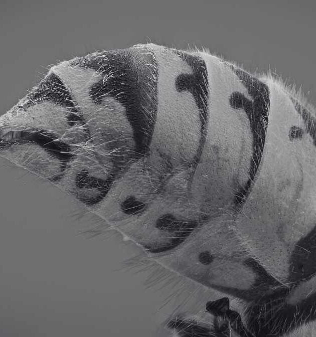 What to Know About Hornet Sting in Malaysia?