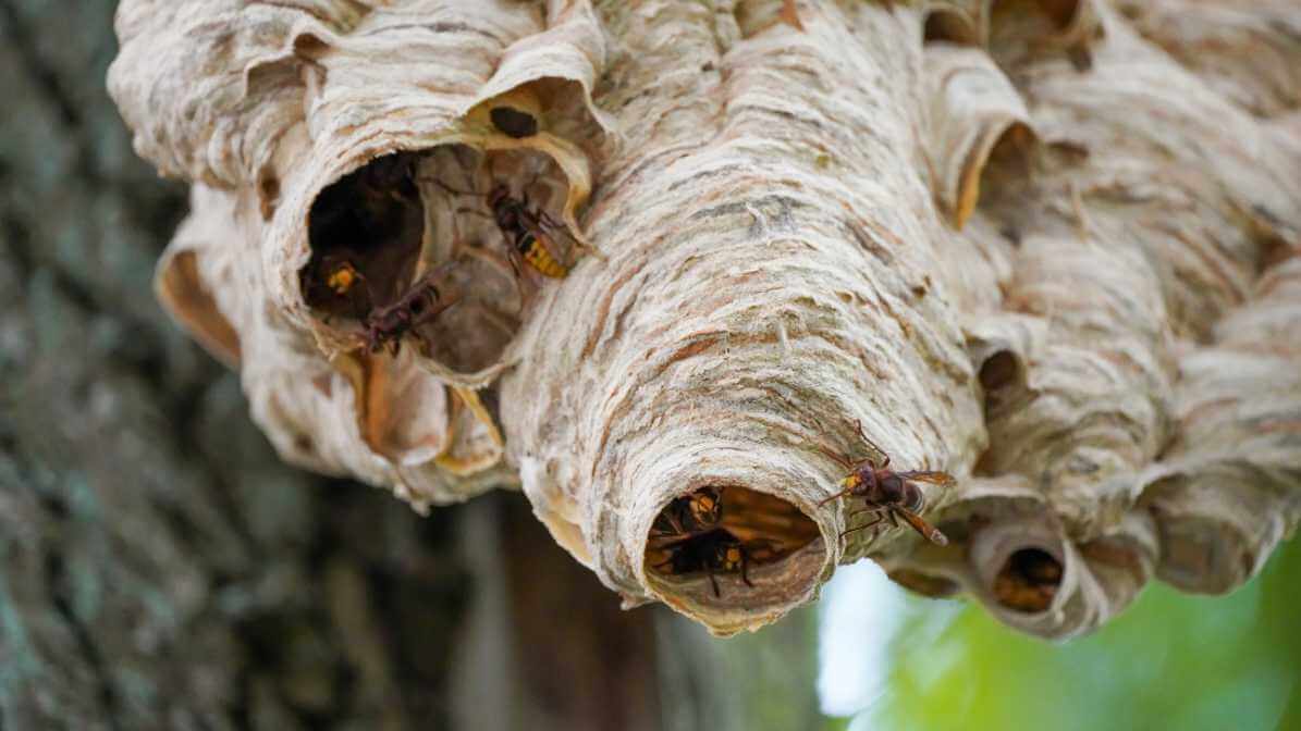 What to Know About Hornet Sting in Malaysia? - Hornet Nest | Innovative Pest Sdn Bhd What to Know About Hornet Sting in Malaysia? - Hornet Nest