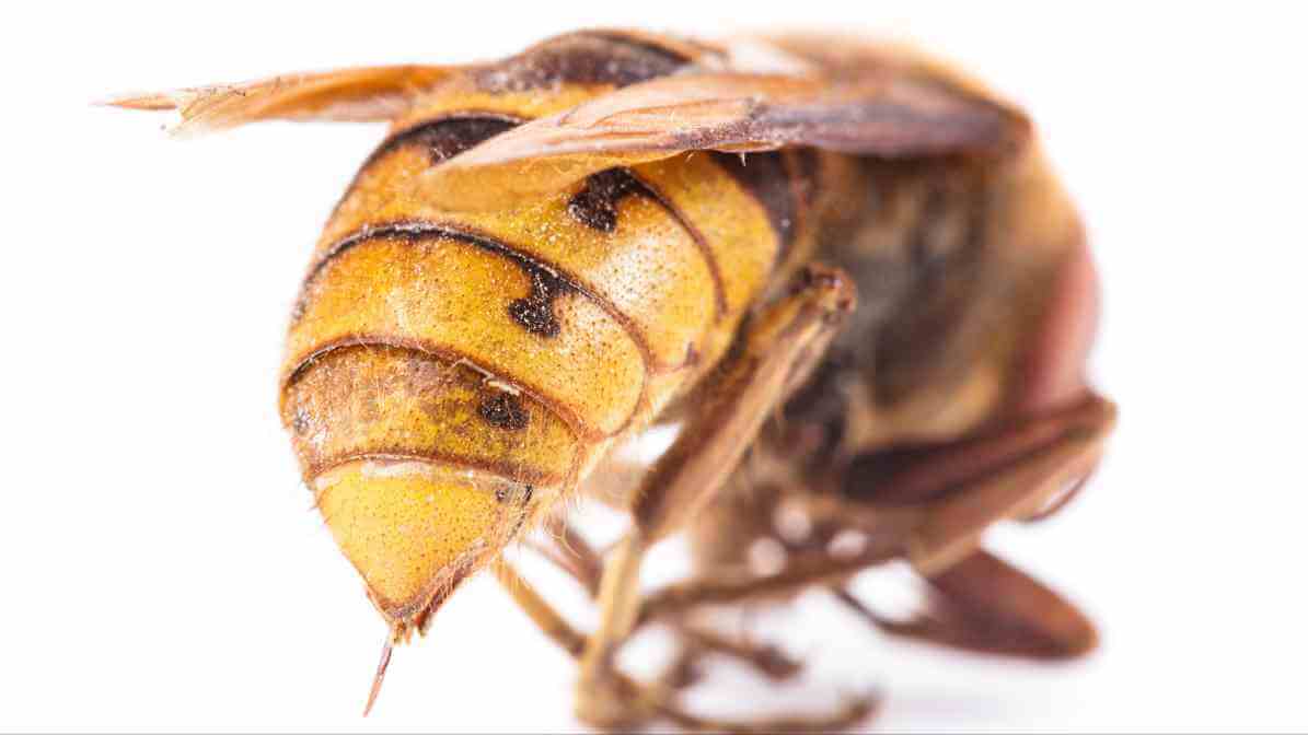 What to Know About Hornet Sting in Malaysia? - Hornet Sting | Innovative Pest Sdn Bhd What to Know About Hornet Sting in Malaysia? - Hornet Sting