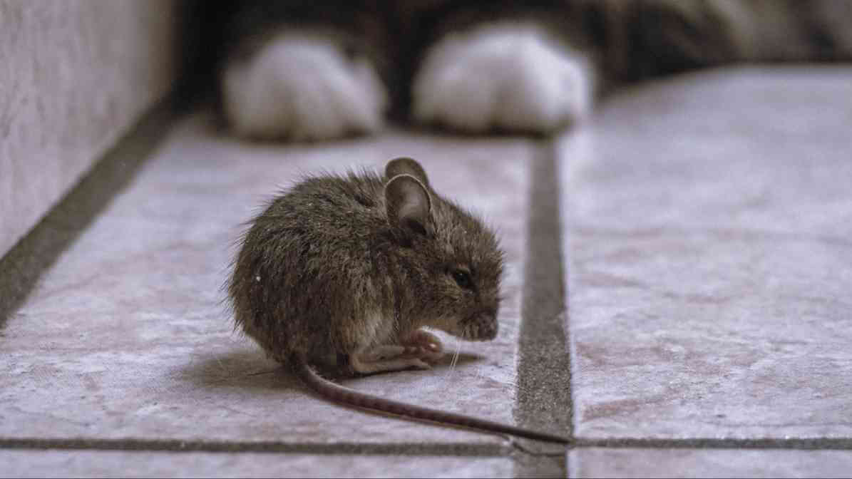 6 Dangerous Types of Diseases Rats and Mice Spread - Avoid Handling Wild Rodents | Innovative Pest Sdn Bhd 6 Dangerous Types of Diseases Rats and Mice Spread - Avoid Handling Wild Rodents